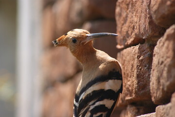 Eurasian hoopoe (Upupa epops)