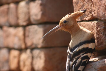 The Eurasian hoopoe (Upupa epops) Close up sitting on brick wall near nesting in Bihar, India, Asia © Mritunjay