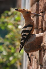 The Eurasian hoopoe (Upupa epops) Close up sitting on brick wall near nesting in Bihar, India, Asia