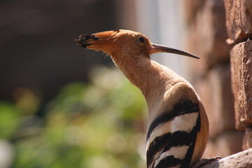 The Eurasian hoopoe (Upupa epops) Close up sitting on brick wall in Bihar, India, Asia