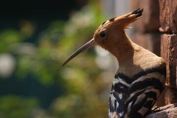 Eurasian hoopoe (Upupa epops) Close up sitting on brick wall of old home looking behind in Bihar, India, Asia © Mritunjay
