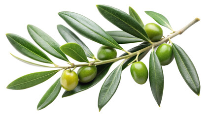 branch of olive with leaves isolated on white background