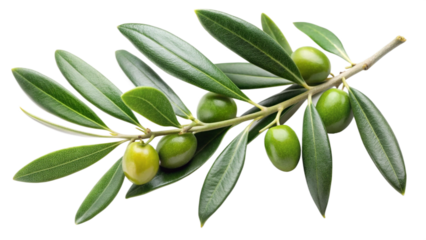 branch of olive with leaves isolated on white background