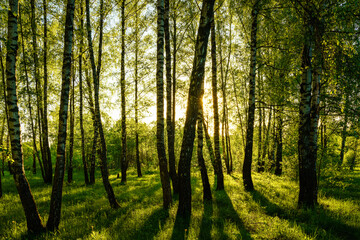 Obraz premium Grove of birches with young green leaves at sunset or sunrise in spring or summer.