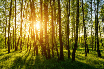 Grove of birches with young green leaves at sunset or sunrise in spring or summer.