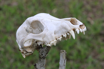 skull of a cow