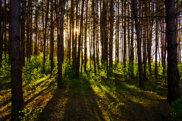 Fototapeta premium Sunbeams streaming through the pine trees and illuminating the young green foliage on the bushes in the pine forest in spring.