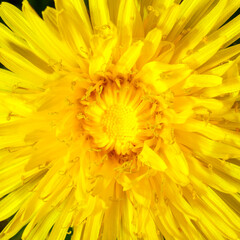 Yellow dandelion close-up. Natural background.