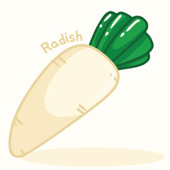 Illustration of 1 head of radish