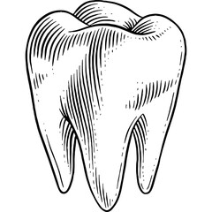 Hand drawn Human Tooth Sketch Illustration