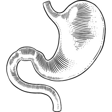 recommend clip art: Hand drawn Human Stomach Sketch Illustration