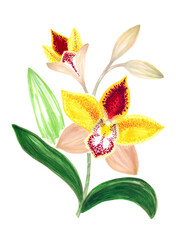 Bright bouquet of phalaenopsis orchids with leaves and bud. Hand drawing with markers.