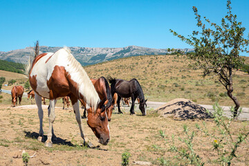 Horses are walking in the mountains of Crimea. A herd of horses grazing in a field. Rural landscape.