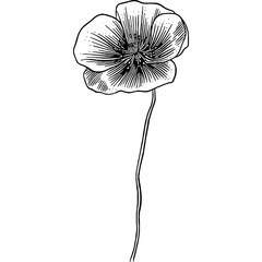 Hand drawn Poppy Flower Sketch Illustration