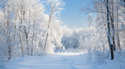 Fototapeta premium A snow-covered forest under a clear blue sky