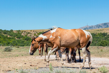 Horses are walking in the mountains of Crimea. A herd of horses grazing in a field. Rural landscape.