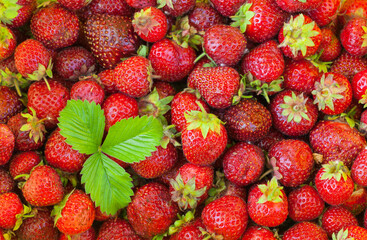 Summer fruit background from fresh ripe garden strawberries. Harvesting berries and storing them for future use. Flat  lay, close-up, top view, macro