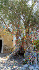 Naklejka premium Olive tree of wishes on island Camellia in Aegean Sea, Turkey. Ruins of Byzantine church. Boat trips in Aegean Sea. Vertical image