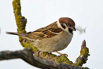 Tree sparrow with feather in beak // Feldsperling mit Feder als Nistmaterial im Schnabel (Passer montanus)