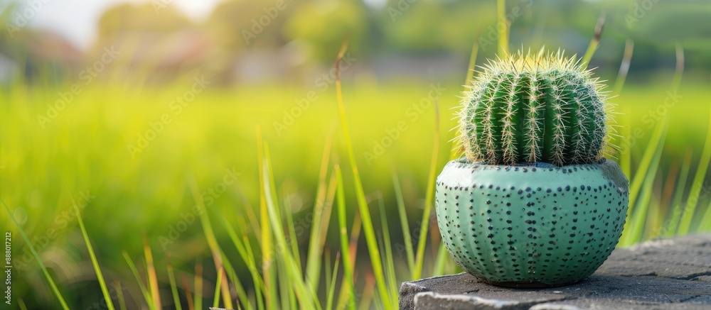Poster cactus pot by a tranquil rice field with serene background and copy space image