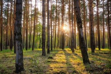 A forest with trees in the foreground and background. The sun is shining through the trees, casting a warm glow on the forest floor