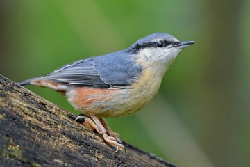 Sittelle torchepot (Sitta europaea), Neuchâtel, Suisse.