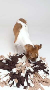 Dog is using snuffle map for play and slow eating with snacks. White background studio Vertical video footage. Pet healthy eating habits. Keep your pet busy playing 