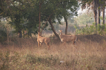 nilgai (Boselaphus tragocamelus)  nilgau