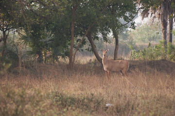 nilgai (Boselaphus tragocamelus) in jungle in India