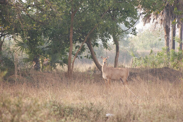 nilgai (Boselaphus tragocamelus)  nilgau in grassland looking at camera