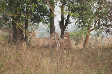 nilgai (Boselaphus tragocamelus)  nilgau