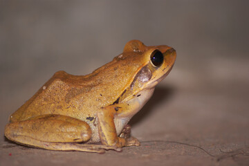 Common Tree Frog closeup in night