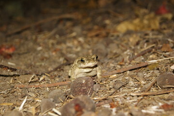 toad frog on ground in night during monsoon