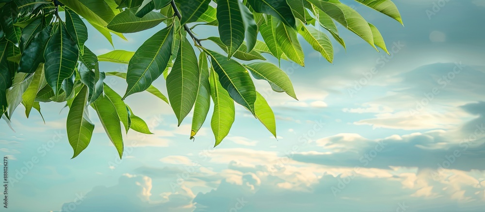 Poster mango tree leaves set against a cloudy sky backdrop with copy space image