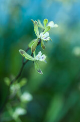 Delicate Encyclia orchids with white petals and purple accents against a serene green background. Perfect for use in botanical studies, ecological projects, and garden designs.