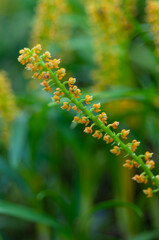 Close-up of a yellow Habenaria radiata orchid spike in full bloom, set against a lush green background, perfect for garden design, floral arrangements, and commercial horticulture promotions.