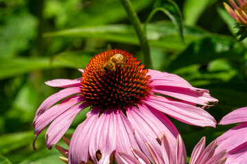 Bee (apis mellifera) on pink bloom of  a coneflower (echinacea purpurea) in garden