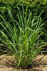 Obraz premium West Indian lemon grass (cymbopogon citratus), a tropical plant native to Southeast Asia 