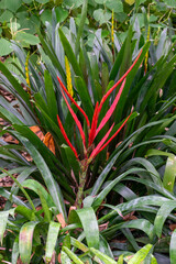 Fototapeta premium Flower stem of vriesea (probably v. glutinosa) in garden
