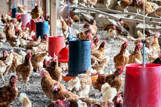 Chicken flock in a confinement house