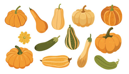Set of fresh autumn vegetables. Orange pumpkin, gourd, green and yellow squashes, and zucchini. vector illustration