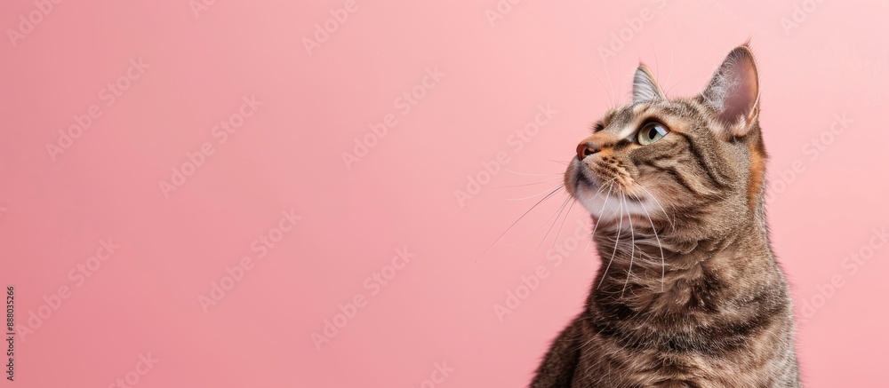 Poster close up view of a purebred cat against a pink background in a high quality image with copy space