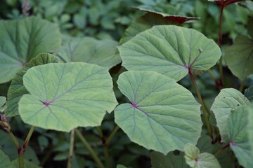 Begonia grandis, the hardy begonia, is a plant in the begonia family, Begoniaceae.