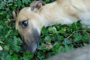 A greyhound resting, lying on a green shady lawn.