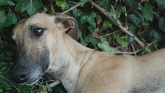 Cute greyhound resting on a green lawn