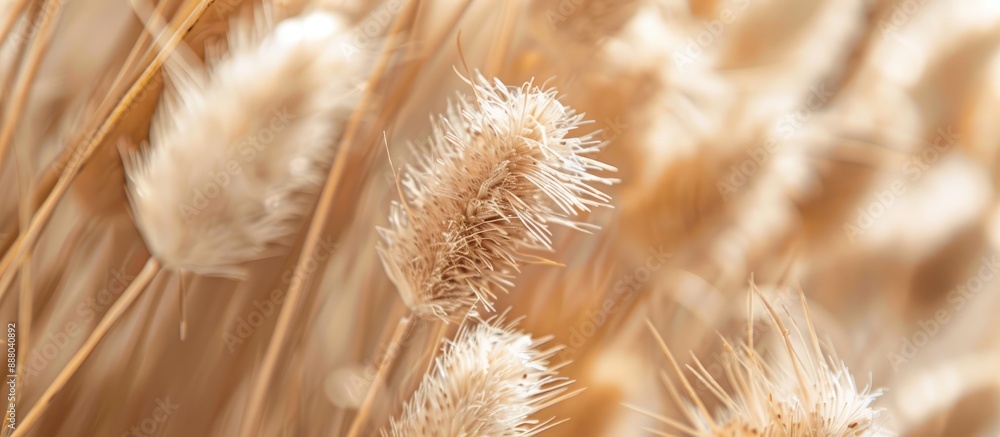 Poster close up shot of a dried cattail or typha flower texture creating an abstract floral composition wit