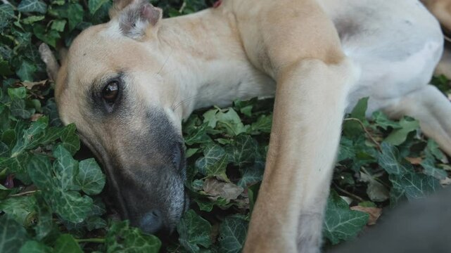 Cute greyhound resting on a green lawn