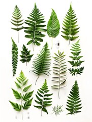 Obraz premium ferns arranged in an orderly fashion on white background.Flat lay