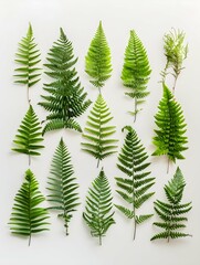 Obraz premium ferns arranged in an orderly fashion on white background.Flat lay