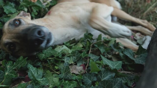 Cute greyhound resting on a green lawn